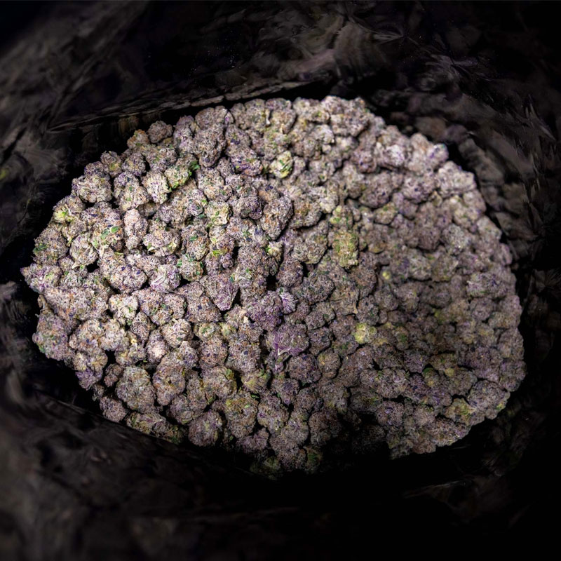 A bin full of nicely cured Cannabis from Skybox